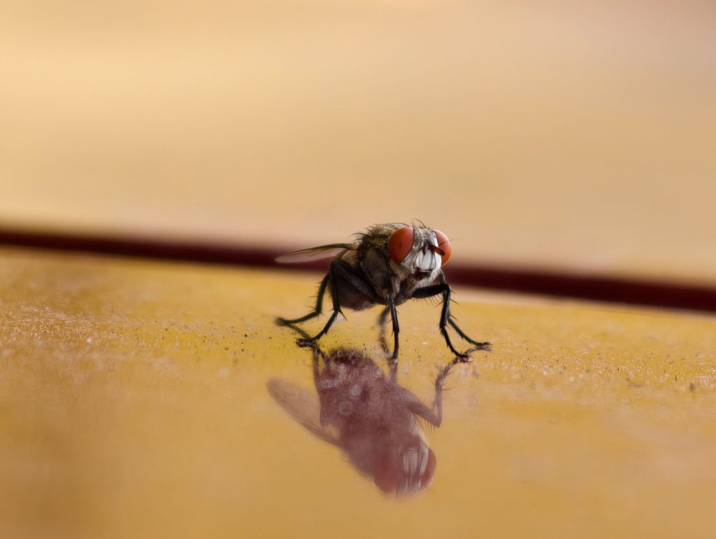 Cigarette Beetle – Effective Detection and Management Services