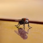 Macro shot of a housefly reflecting on a yellow surface showcasing its red eyes. — Cigarette Beetle – Effective Detection and