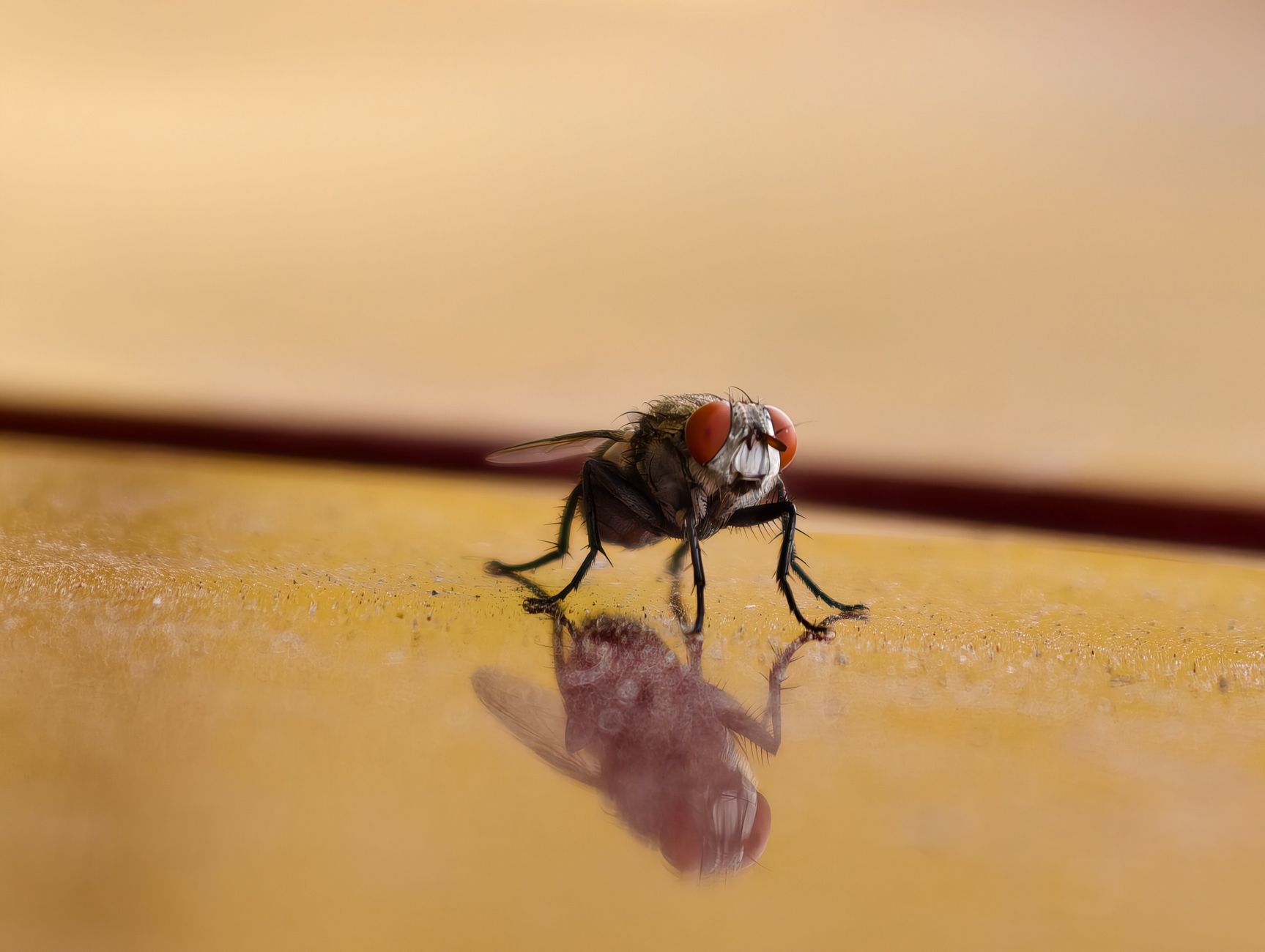 Macro shot of a housefly reflecting on a yellow surface showcasing its red eyes. — Cigarette Beetle – Effective Detection and